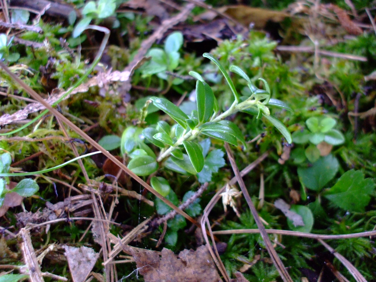 Vaccinium vitis-idaea